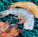 Louisiana Gulf Shrimp – Chem. Free