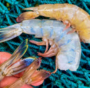 Louisiana Gulf Shrimp (10/15) – Chemical Free!