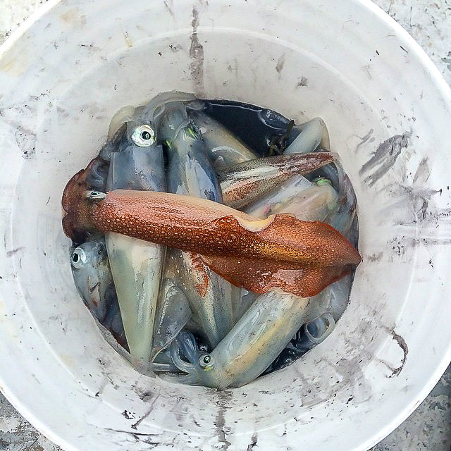 Squid - Labor day Pre-Order