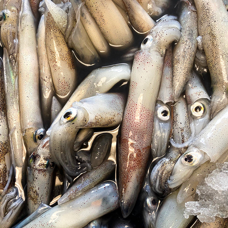 Squid - Labor day Pre-Order