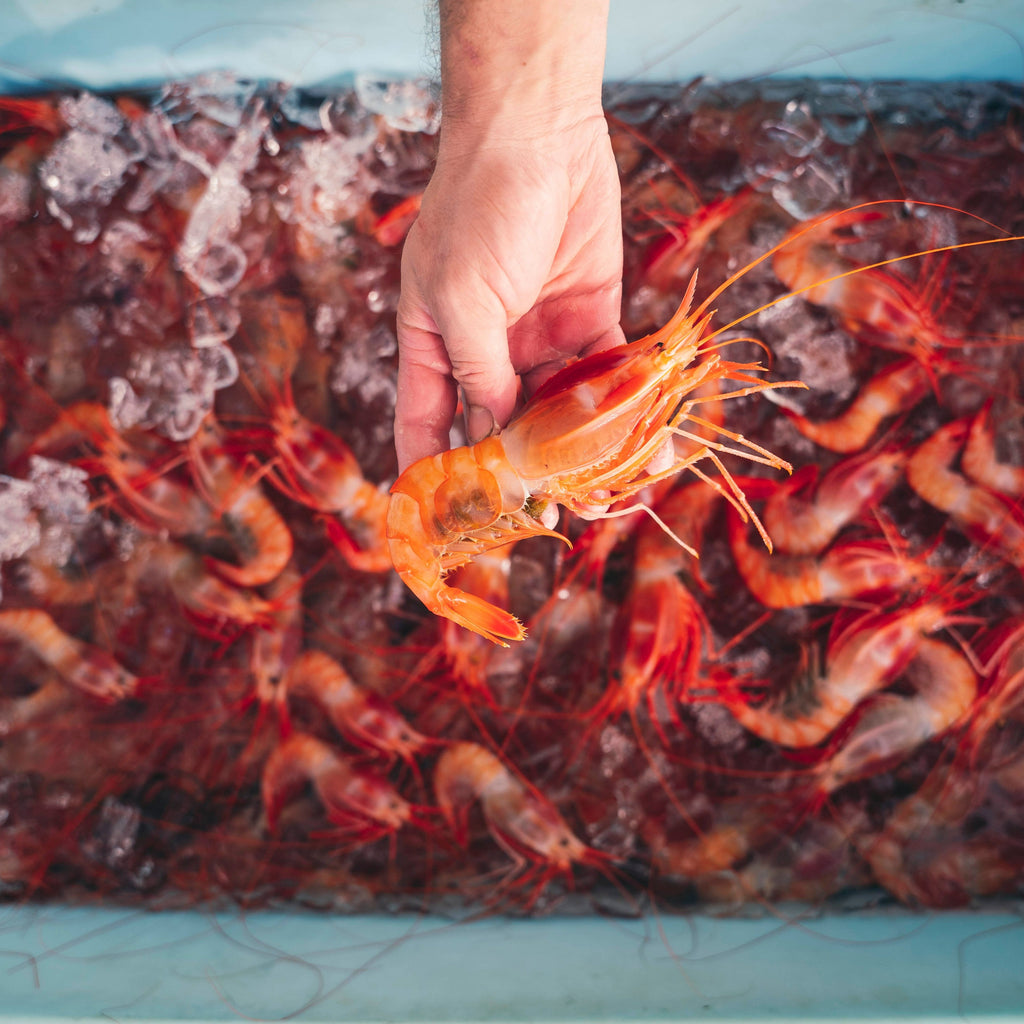 Fresh Kauai Shrimp - Buy Fresh Shrimp | E-Fish.com