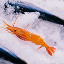 Spot Prawns (Whole) - Southern California