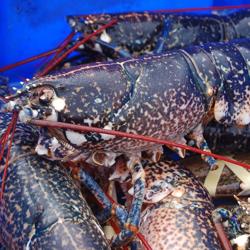Live Blue Lobster - Portugal