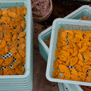 Bafun Uni (Dry Pack) Northeast - Mother's Day Pre-Order