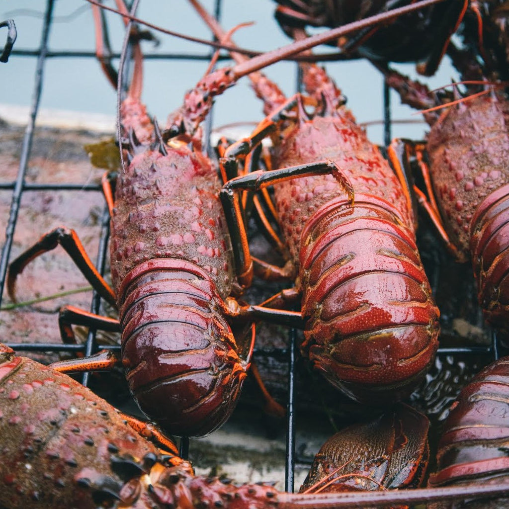 Fresh California Spiny Lobster - Order Spiny Lobster Online